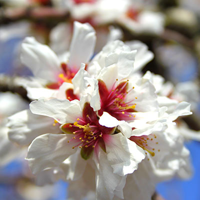 I-fiori-del-mandorlo-Puglia-Ostuni