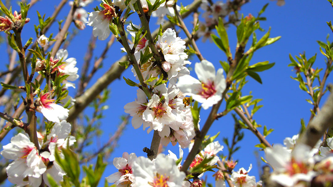 fiori-mandorlo-puglia