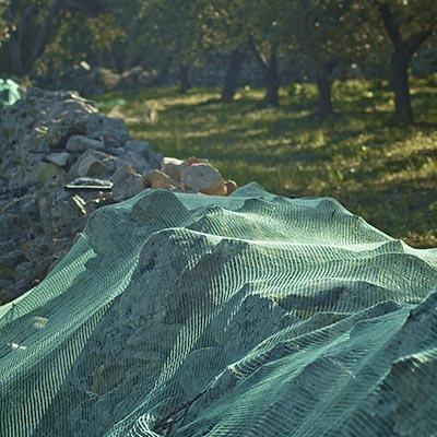 La-raccolta-delle-olive-reti