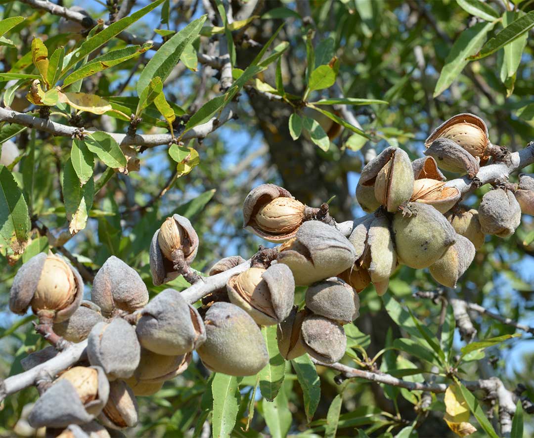 mandorle-di-ostuni