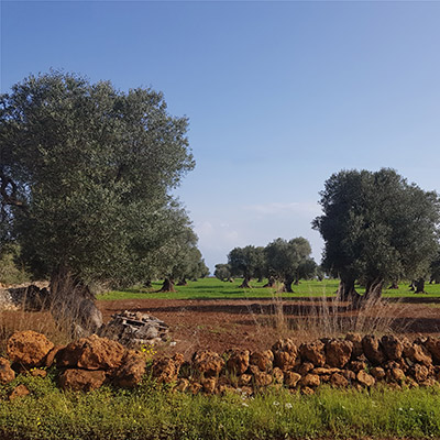 muretti-a-secco-ostuni-puglia