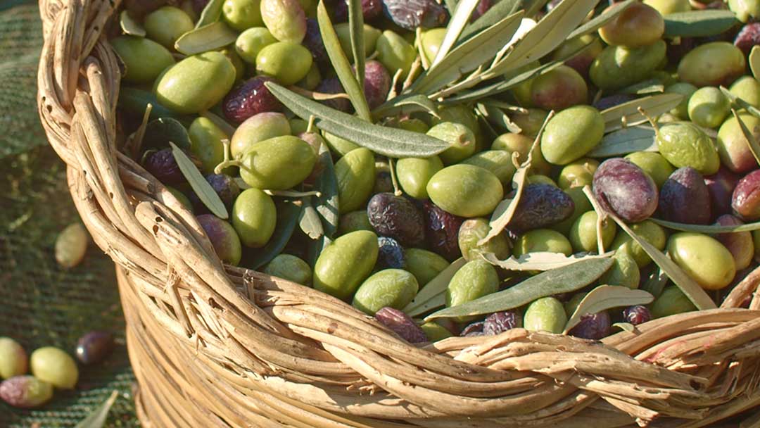 Produttori-olio-extravergine-di-oliva-Ostuni-Puglia