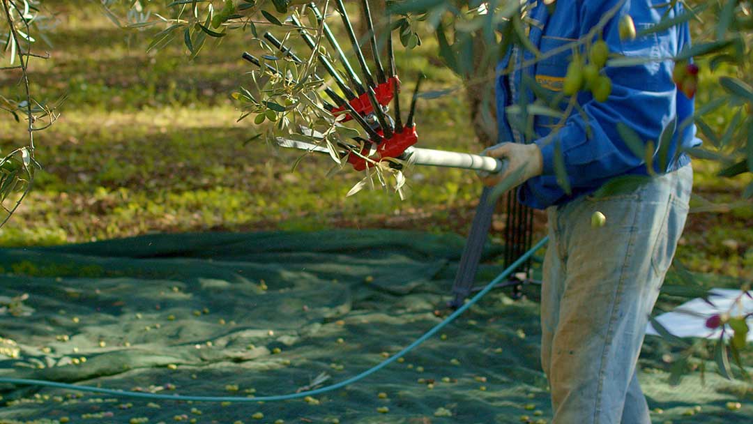 raccolta-olive-tradizionale-ostuni